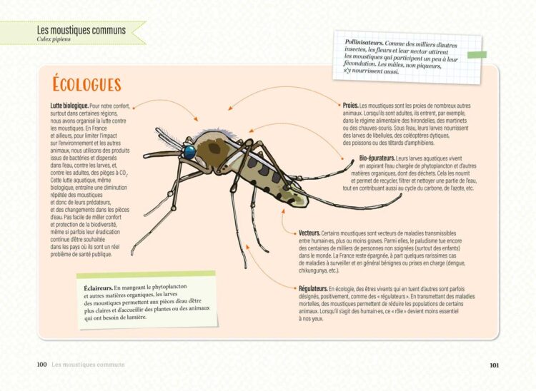 visuels-Le-Moustique_Page_3 visuels-Le-Moustique_Page_3