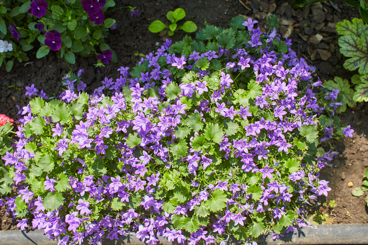 campanula muralis 2 - Irina Pislari ©Irina Pislari