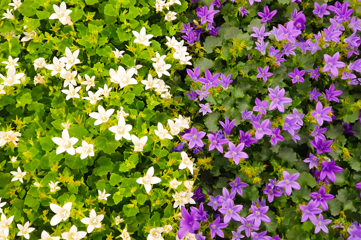 Campanula muralis - Anastasiia Burlakova ©Anastasiia Burlakova
