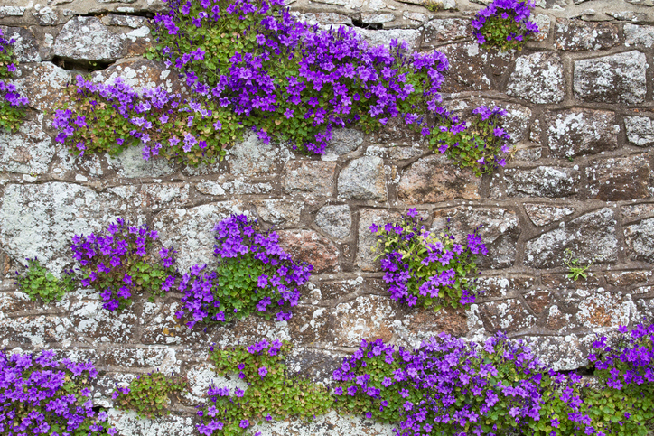 campanula muralis - HaraldBiebel ©HaraldBiebel