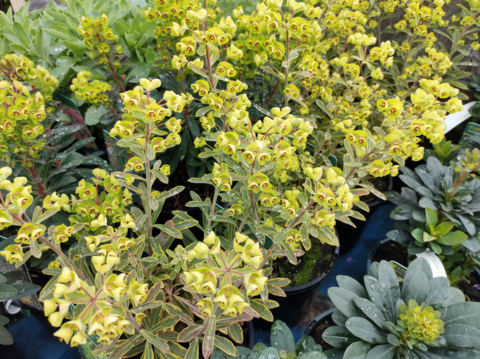 Euphorbia Ascot Rainbow - John Caley 'Ascot Rainbow' ©John Caley