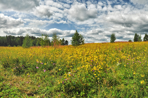 iStock-prairie-ok-1014014844-Zoya_Avenirovna Prairie fleurie