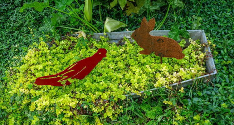 Herbe en écus