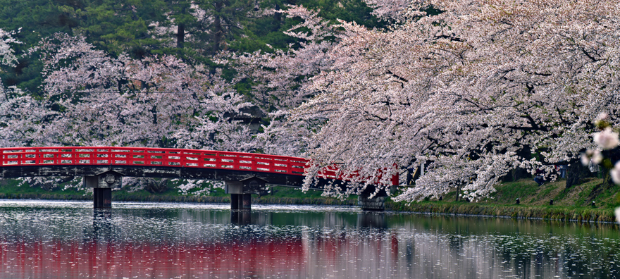 Prunus - Japon - Shubham Verma ©Shubham Verma