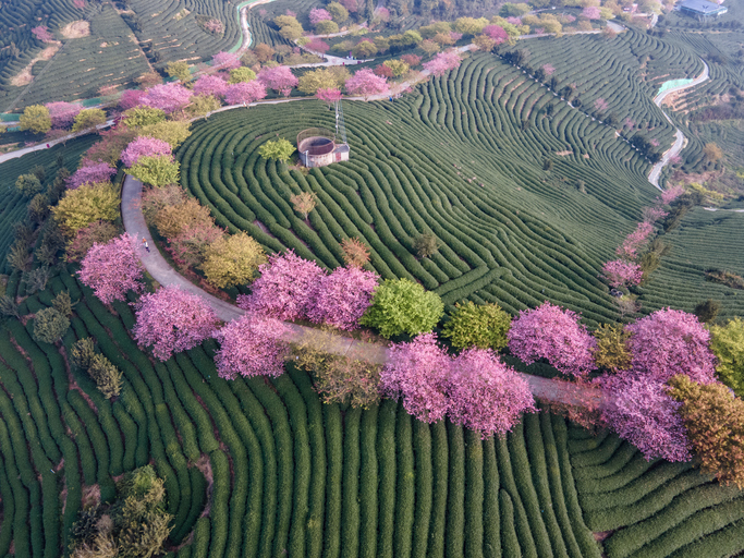 Prunus - thé - Chun han ©Chun han