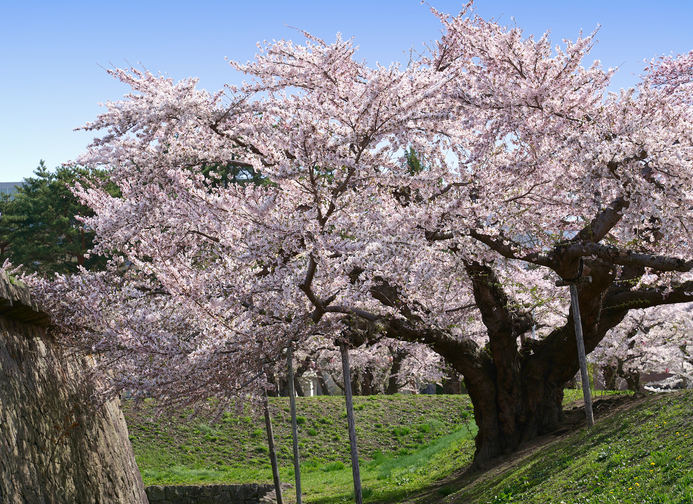 Sakura - parc Goryokaku - Thananat Goryokaku Park ©Thananat