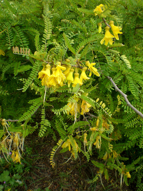 Sophora_toromiro-ok-Consultaplantas Sophora toromiro