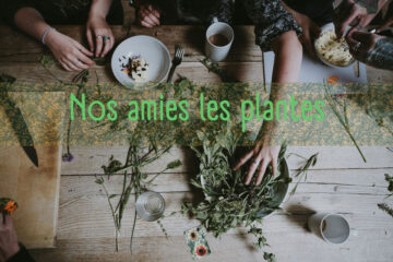 Plantes médicinales
