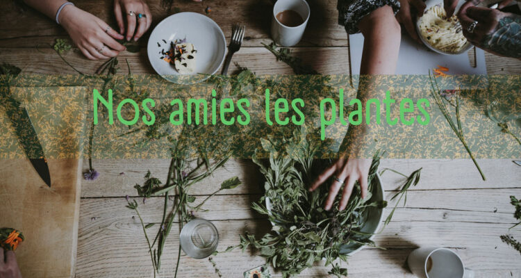 Plantes médicinales