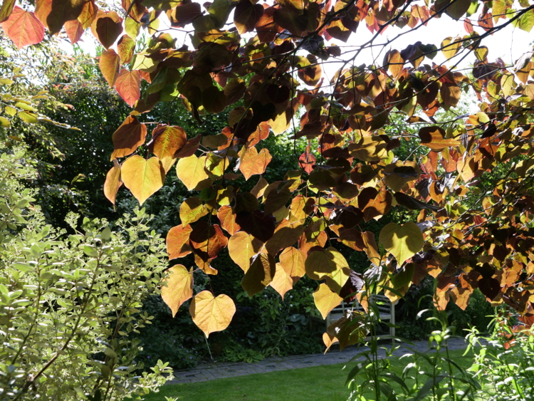 _1133311 Le jardin du Beau pays - Cercis canadensis - contre jour-Edit ©Isabelle Morand