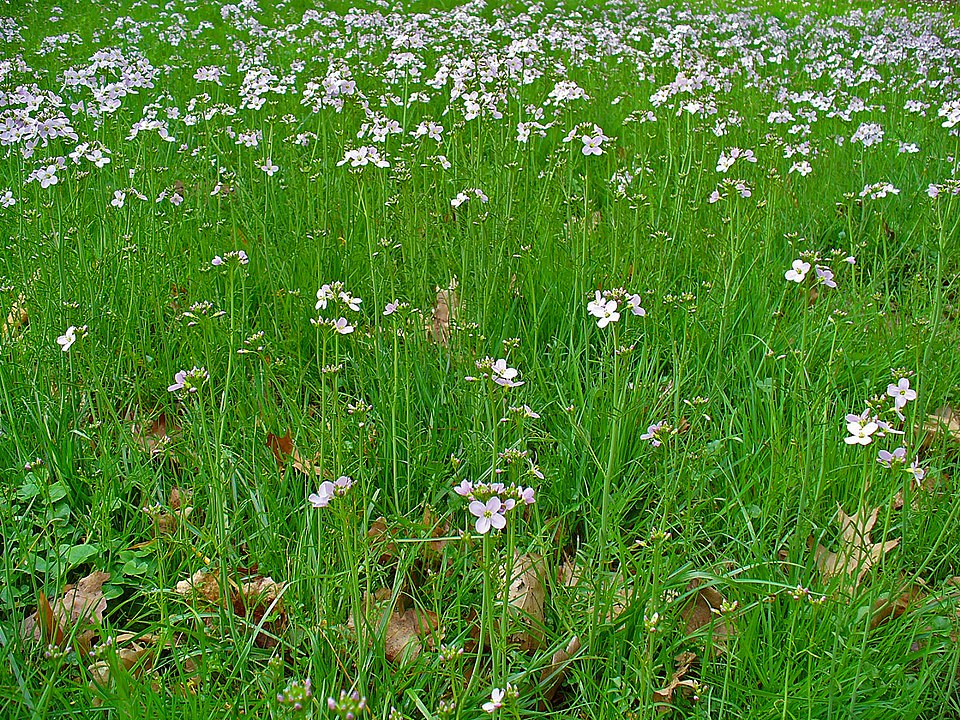 960px-Cardamine_pratensis_cardamine des prés - H. Zell ©H. Zell