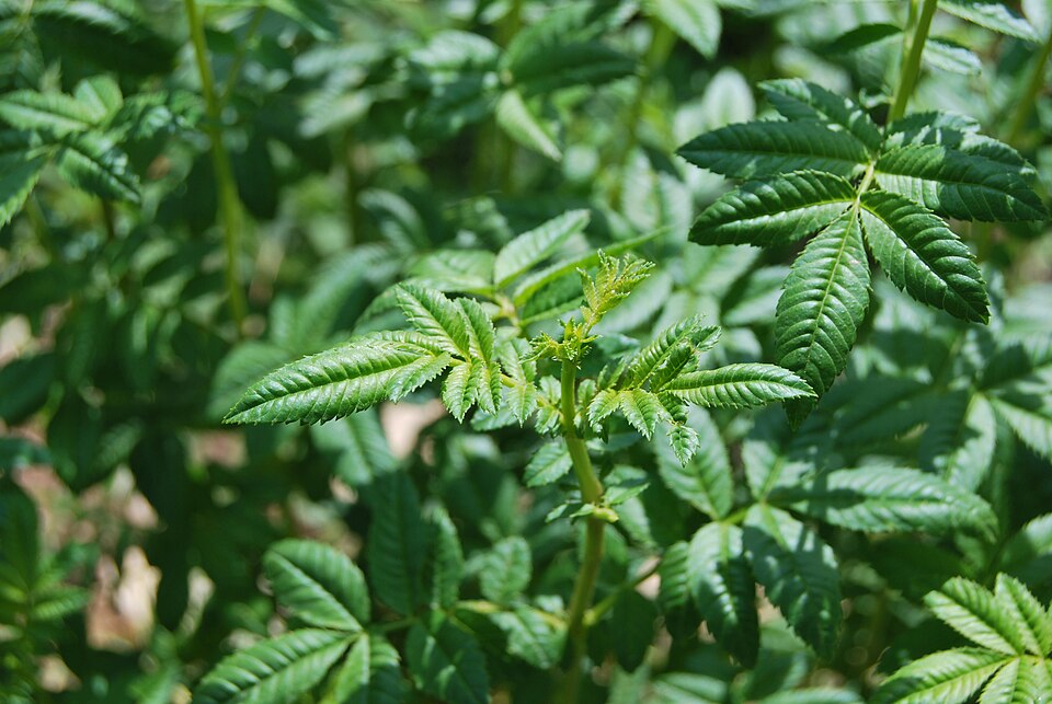 960px-Tagetes_elliptica_(Chincho) wikimedia ©wikimedia