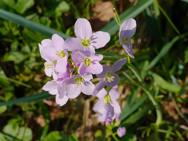cardamine des prés - Cardamine pratensis - Andreas Eichler ©Andreas Eichler