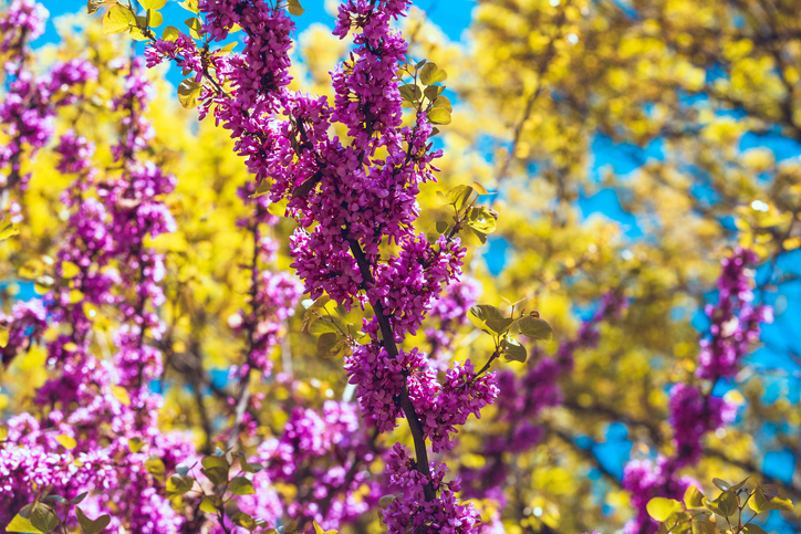 cercis forest pansy - Inna Giliarova ©Inna Giliarova