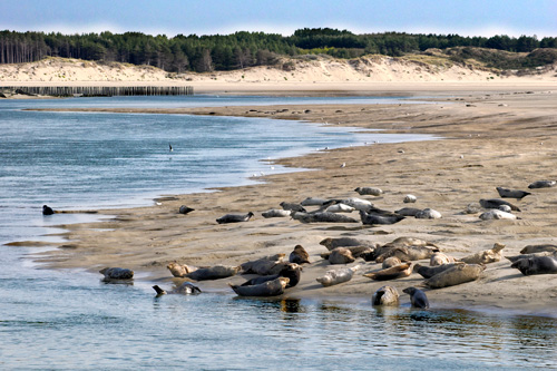 iStock-baie-de-somme-ok-1438913266-Musat Baie de somme