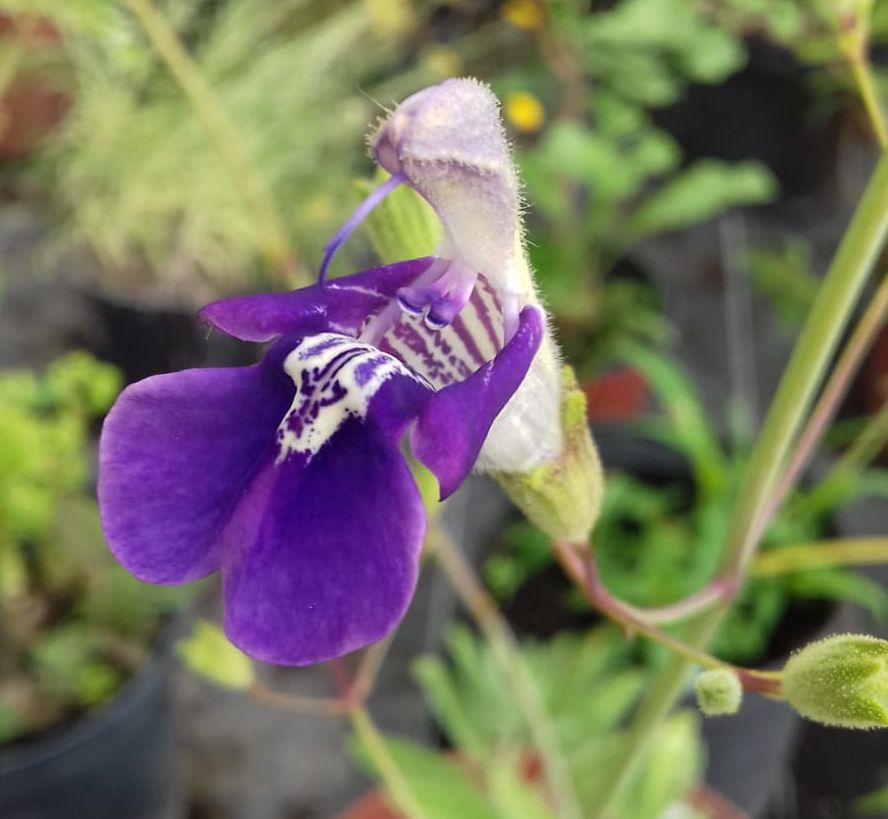 les-aromes-du-gres.com-salvia-candelabrum ©Les arômes du grès