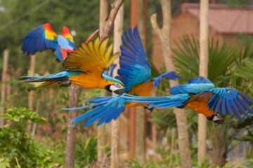 Parrot world • perroquets en vol