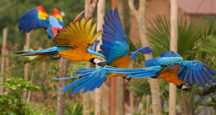 Parrot world • perroquets en vol