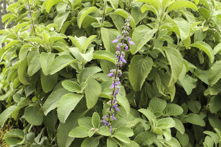 Peumus boldus - Roberto Dziura Jr iStock-1334462889 ©Roberto Dziura Jr