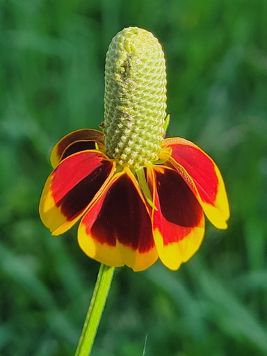 Ratibida columnifera - sombrero - Albert Gremmel ©Albert Gremmel