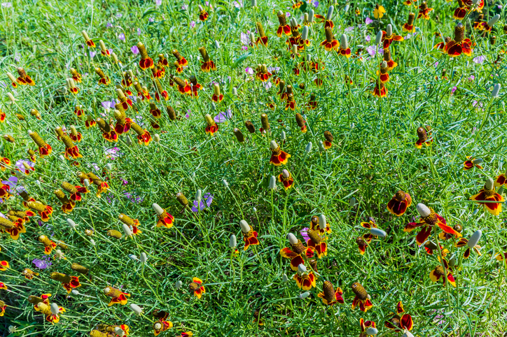 Ratibida columniferum - sombrero - Richard McMillin ©Richard McMillin