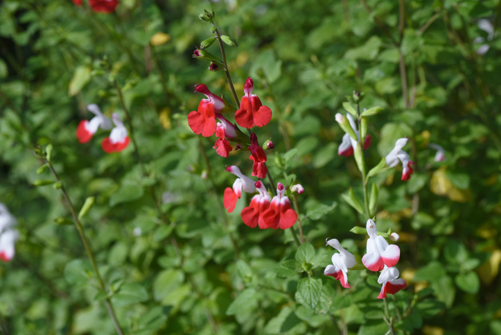 Salvia Hot Lips - undefined undefined ©Undefined