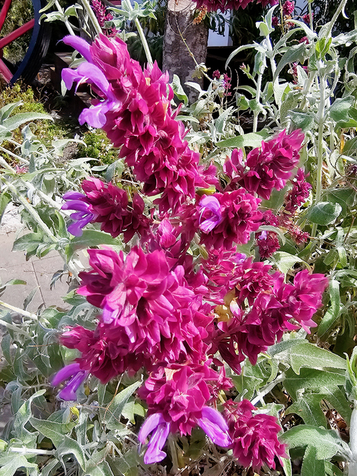 sauge des canaries - salvia canariensis - Martin Zwigl ©Martin Zwigl