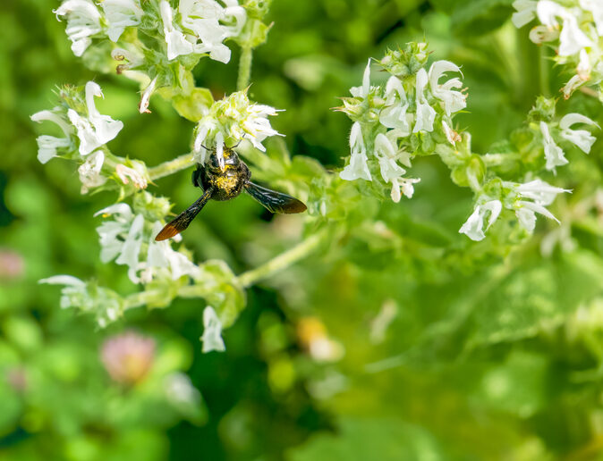 Sauge d'éthiopie - Salvia aethiopis - Cristi Croitoru ©Cristi Croitoru