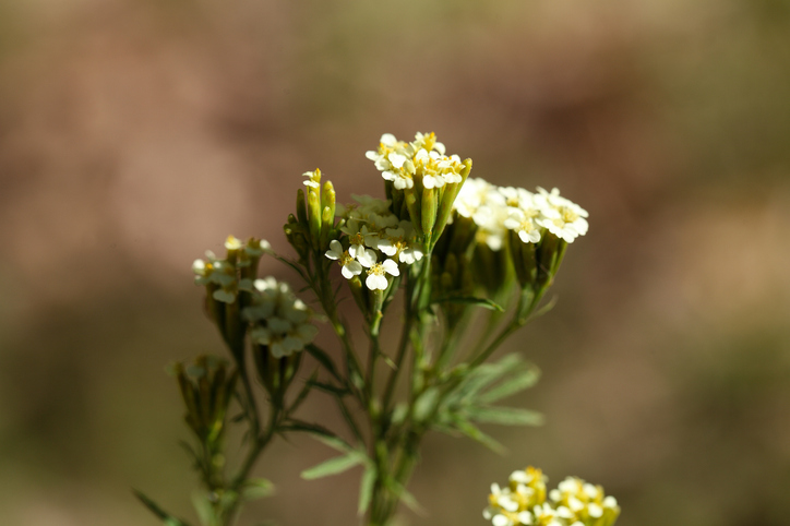 Tagetes minuta - weisschr ©Weisschr