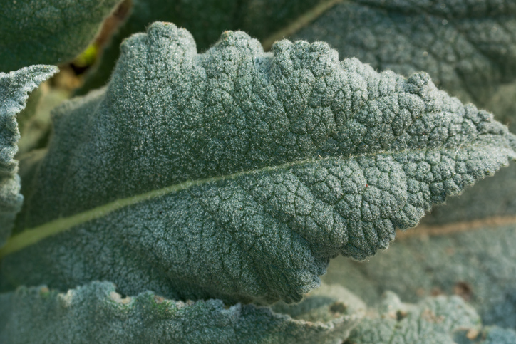 Verbascum aga7ta Stock-2175180328 ©aga7ta