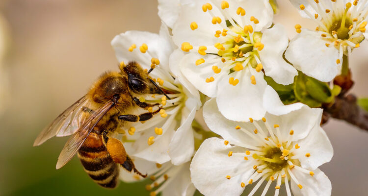 Abeille