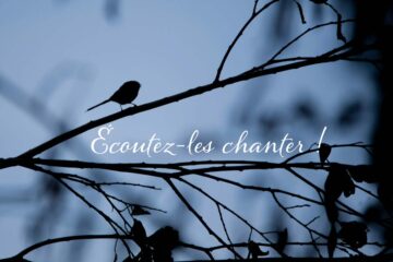 oiseaux de nuit