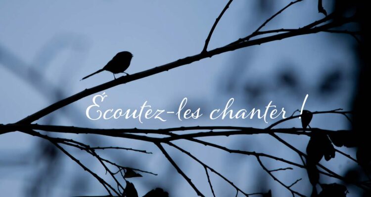 oiseaux de nuit