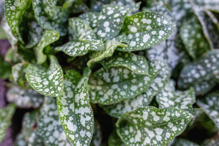 Pulmonaria - poumon - Olha Romaniuk iStock-1490933038 ©Olha Romaniuk