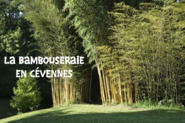 La bambouseraie en cévennes