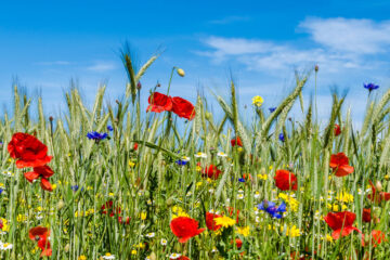 biodiversité