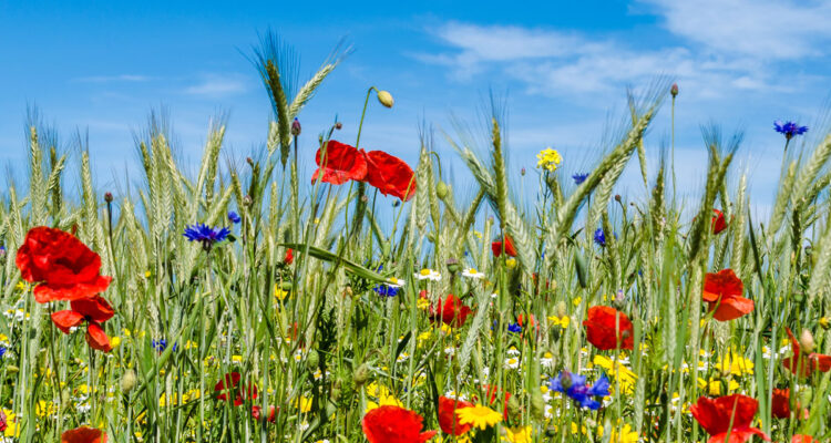 biodiversité