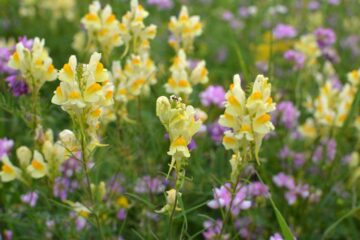 Linaria vulgaris / Linaire commune