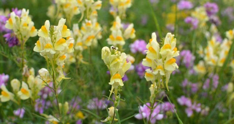 Linaria vulgaris / Linaire commune
