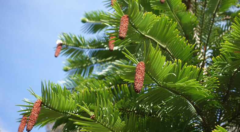 pin de wollemi - cones - Wollemia nobilis - Bundit Minramun ©Mi-mai 2025, au Tropical Parc de Saint-Jacut-les-Pins (Morbihan), un événement botanique exceptionnel s’est produit : un pin de Wollemi (Wollemia nobilis), l’un des arbres les plus rares au monde et vestige de l’époque des dinosaures, a produit des fruits pour la première fois en dehors de son habitat naturel en Australie.
Une espèce rare
Le pin de Wollemi, découvert en 1994 dans une gorge isolée d’Australie, est considéré comme l’un des arbres les plus rares au monde. Ce « fossile vivant » datant de l’époque des dinosaures, est classé en danger critique d’extinction par l’UICN. Jusqu’ici, sa reproduction naturelle n’avait été observée que dans son habitat d’origine.
À Saint-Jacut-les-Pins, dans le Morbihan, le Tropical Parc abrite depuis 15 ans quelques spécimens dans son Jardin du Jurassique. Grâce à un soin minutieux, l’équipe du parc est parvenue à recréer un environnement propice à son développement.
Une première mondiale hors Australie
Mi-mai, un évènement rare s’est produit : les pins de Wollemi ont développé pour la première fois en dehors de leur milieu naturel, des cônes mâles et femelles. Cette reproduction sexuée, rare chez cette espèce, permet une diversité génétique cruciale pour sa survie face aux maladies et au changement climatique.
Notre climat Breton avec alternance d’hivers doux et de périodes sèches et douces leur convient parfaitement, d’ailleurs ce n’est pas un hasard si notre commune s’appelle St Jacut-les-Pins !
Erven Gicquel, responsable du parc
Tropical Parc devient ainsi le deuxième site au monde, après les jardins botaniques royal de Kew au Royaume-Uni, à assister à une telle avancée dans la conservation du pin de Wollemi.