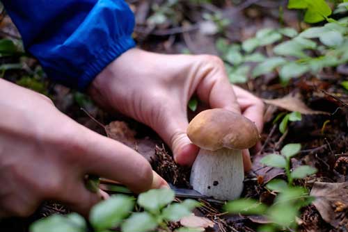 3407FC19-E417-45D4-BAD4-F234C6B22482 Récolte de Cèpes • Boletus