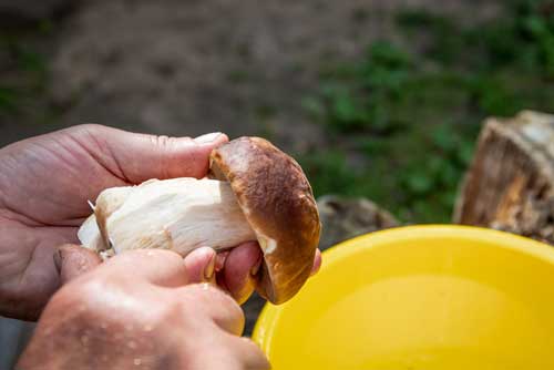 A2682C07-CD64-4980-BBDE-50FCA5680906 Nettoyage des Cèpes • Boletus