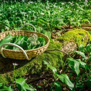 Forêts comestibles • ail des ours