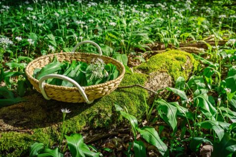 Forêts comestibles • ail des ours