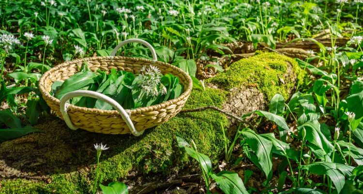 Forêts comestibles • ail des ours