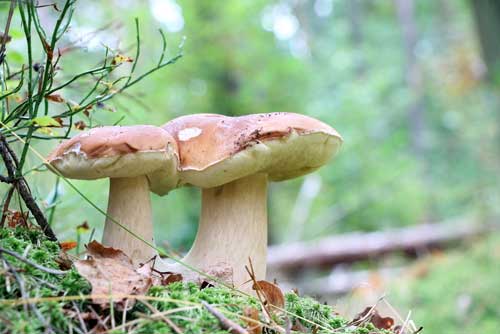 Cèpes • Boletus-Depositphotos_166336182_S Cèpes • Boletus