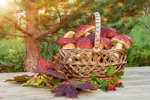 Depositphotos_258981116_S Cèpes • Boletus