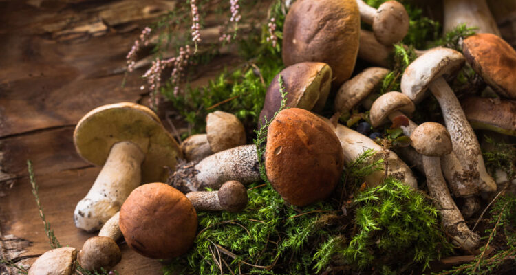 Cèpes • Boletus