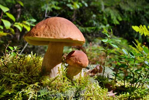 Depositphotos_52286989_S Cèpes • Boletus