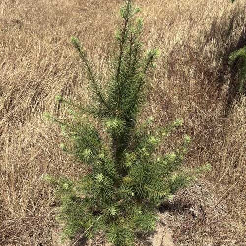 un paillage à partir de cheveux et de laine de mouton. un paillage à partir de cheveux et de laine de mouton.